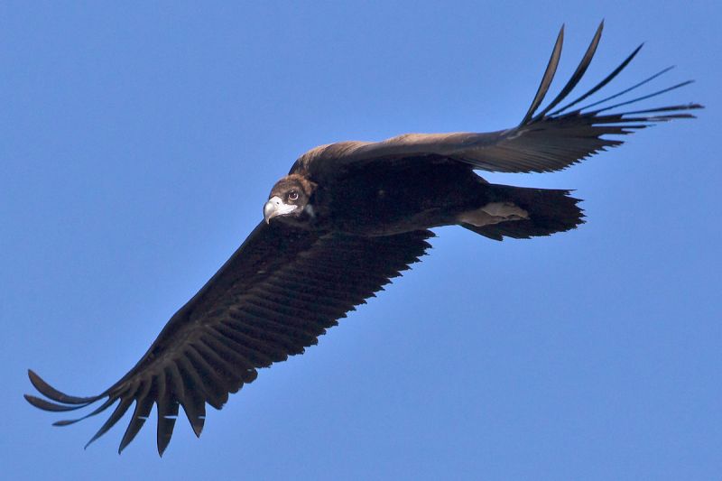 Tejo Internacional concentra 70% da população de abutres-pretos em Portugal