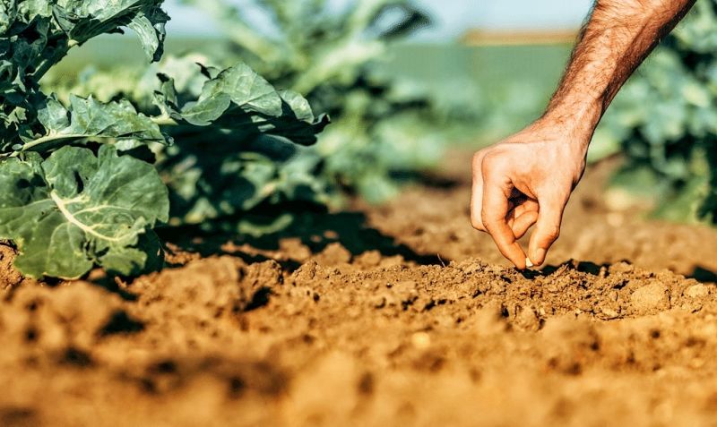 Fundão recebe workshops sobre saúde dos solos e das plantas