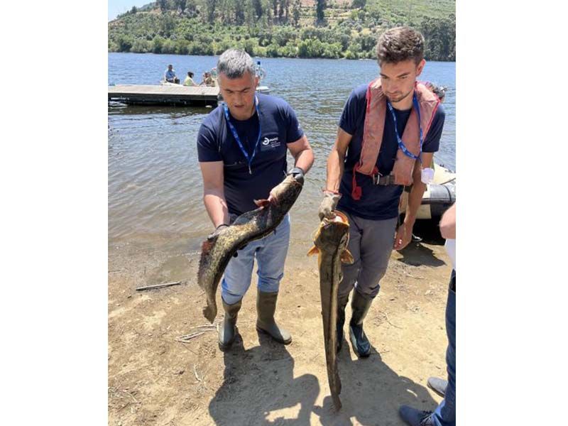 Ródão recebeu workshop sobre prevenção  detenção e combate do peixe-gato-europeu
