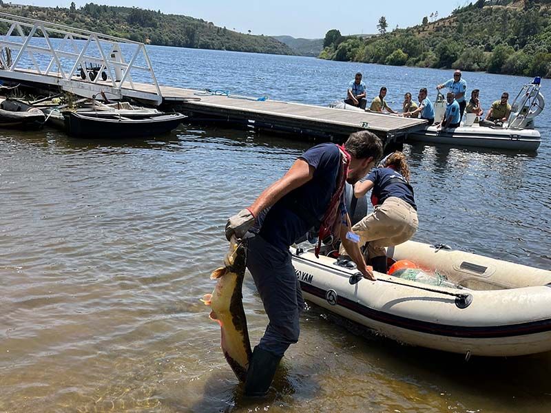 Ródão recebeu workshop sobre prevenção  detenção e combate do peixe-gato-europeu
