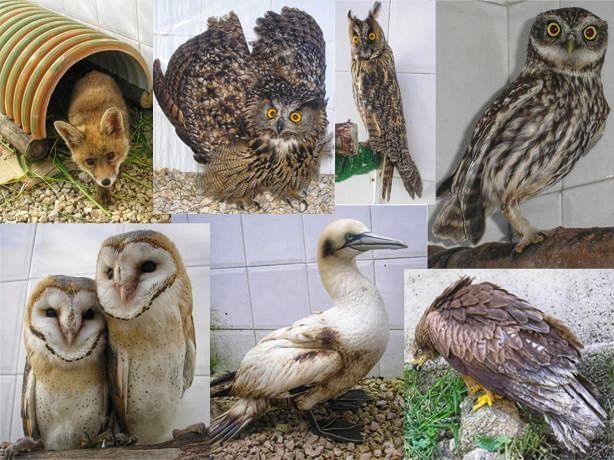 Centros de recuperação da associação Quercus receberam 1 261 animais em 2023