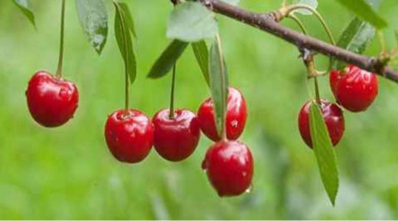 Fundão: Temperatura baixa provoca quebra de 70% na produção de cereja