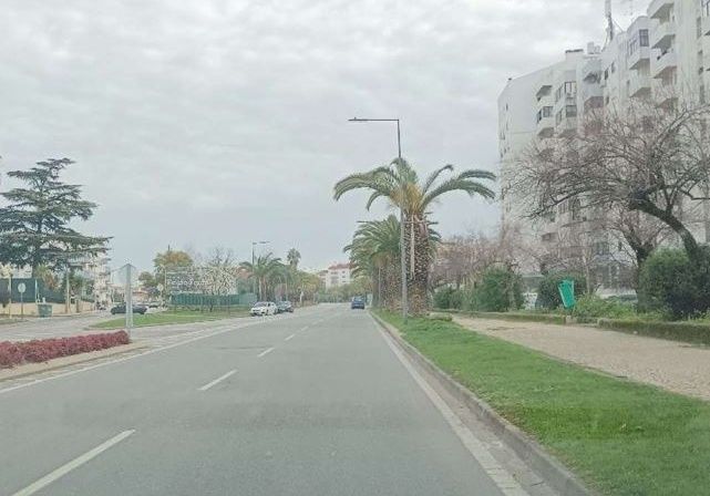Castelo Branco: Câmara explica abate de palmeiras e plantação de arbustos