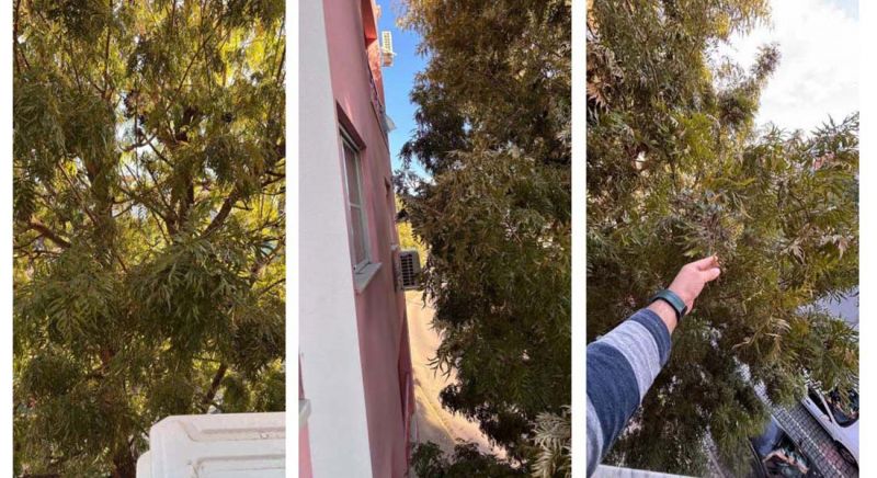 castelo-branco-cymara-municipal-ignora-vegetayyo-que-obstrui-residyncia-e-aumenta-perigo-de-incyndio