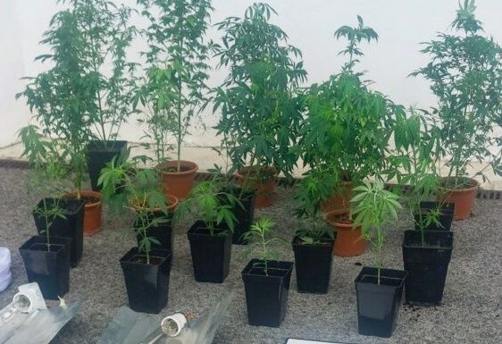 castelo-branco-idosa-constituyda-arguida-por-alegado-cultivo-de-canyabis-em-alcains--