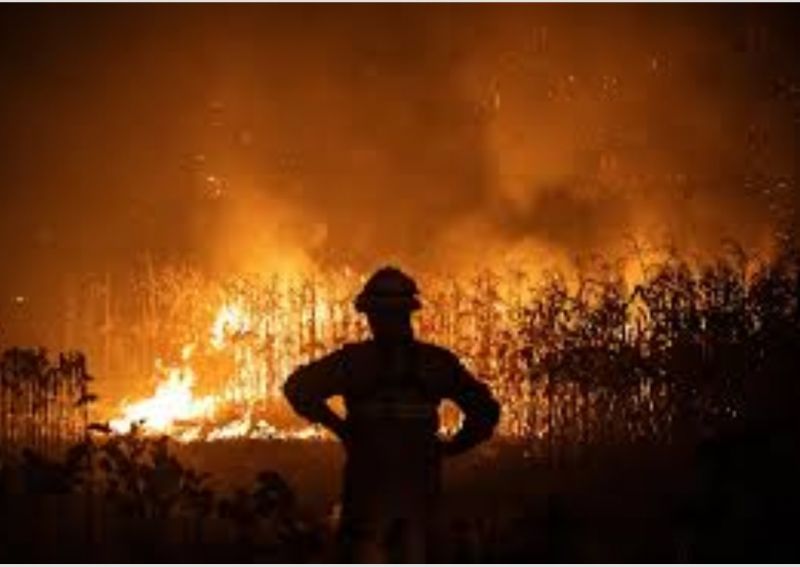 Castelo Branco: Proteção Civil Municipal culpa negligência humana causa da proliferação de incêndios