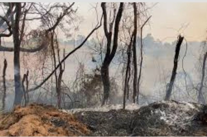 fogo-na-covilhy-consumiu-cerca-de-700-hectares
