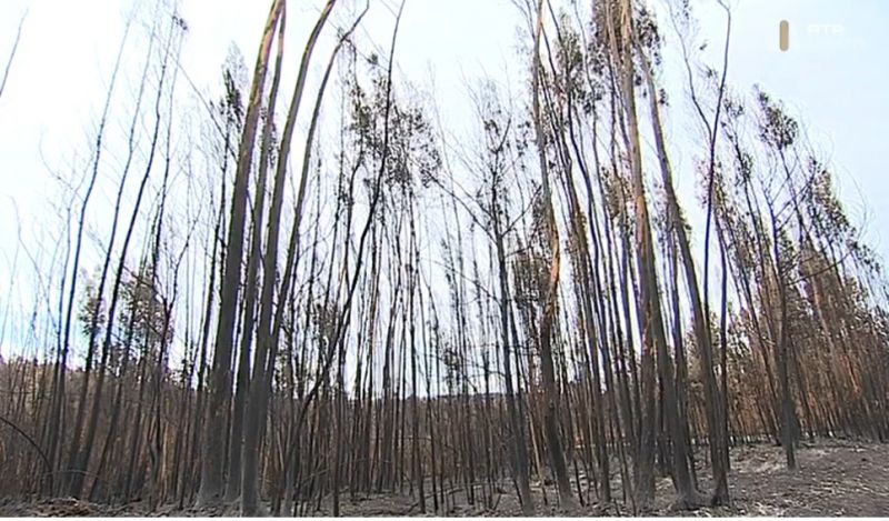 yerea-ardida-no-fundyo-ultrapassa-os-10-mil-hectares
