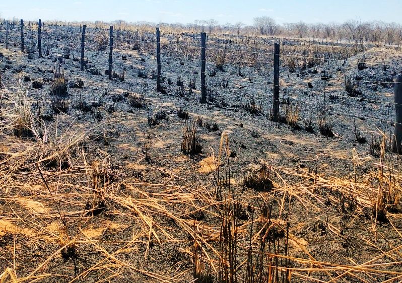 pastores-e-queijeiros-na-covilhy-procuram-resistir-depois-do-fogo-levar-o-pasto