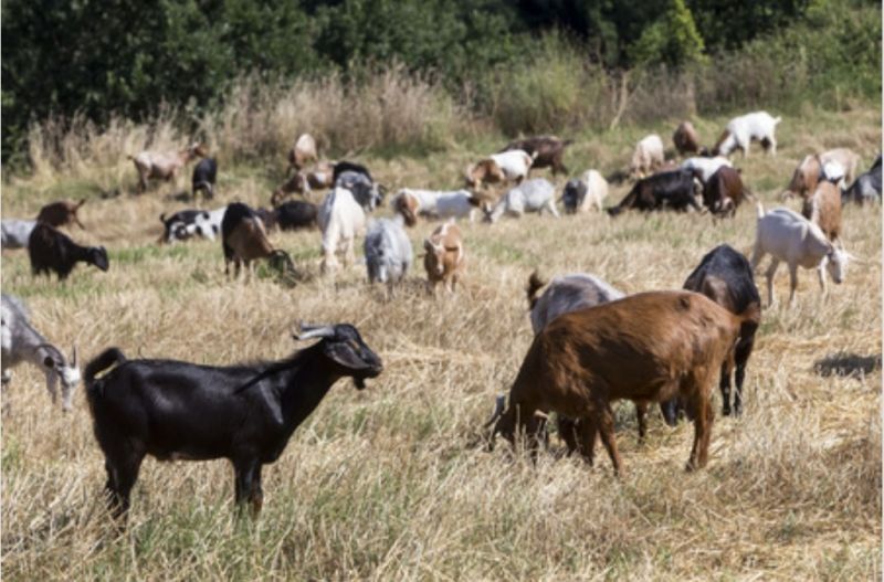 ministro-da-agricultura-quer-apostar-na-pastorycia-para-prevenir-incyndios