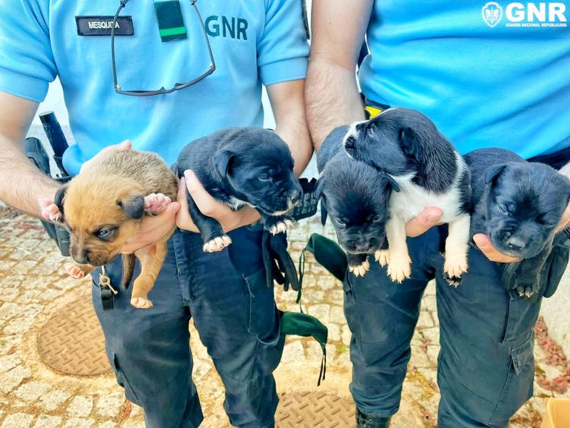 --fundyo-gnr-identifica-2-homens-e-resgata-cachorros-ao-abandono-e-maus-tratos--------