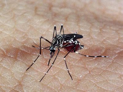 mosquito-transmissor-do-dengue-detetado-na-covilhy
