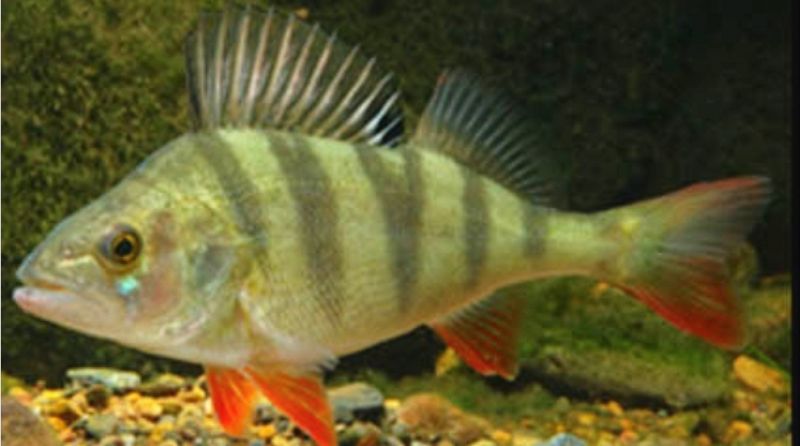 penamacor-investigadores-alertam-para-ryapida-expansyo-da-perca-europeia-na-ribeira-da-meimoa