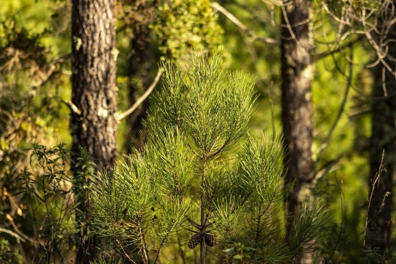 pinhal-natural-oigps-em-fase-de-celebrayyo-de-contratos