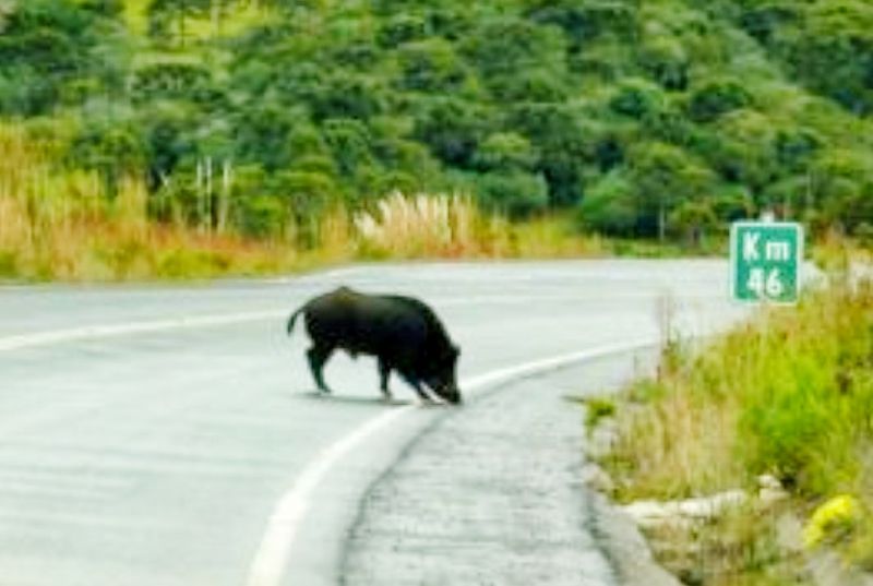 javalis-controlados-para-proteger-seguranya-rodoviyaria-e-explorayyo-agrycola-em-vila-de-rei-