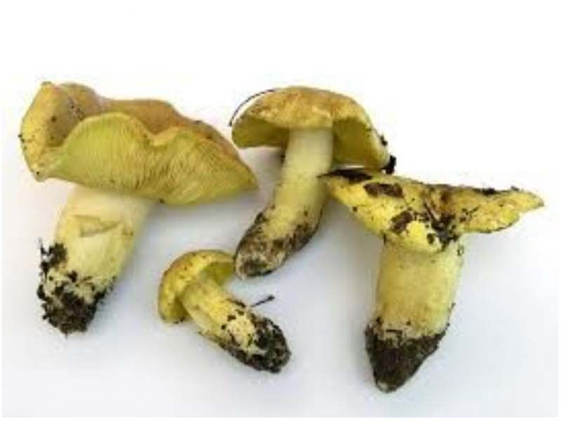 Fundão: Míscaros são estrela em Festival do Cogumelo em Alcaide