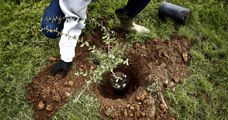 pepac-abre-candidaturas-para-investimentos-florestais-a-22-de-janeiro-de-2026--