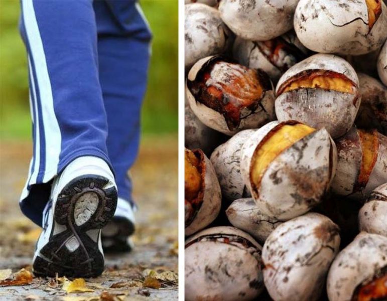 Vila de Rei: Passeio pedestre junta magusto à “Rota do Lagar Velho” de Estevais
