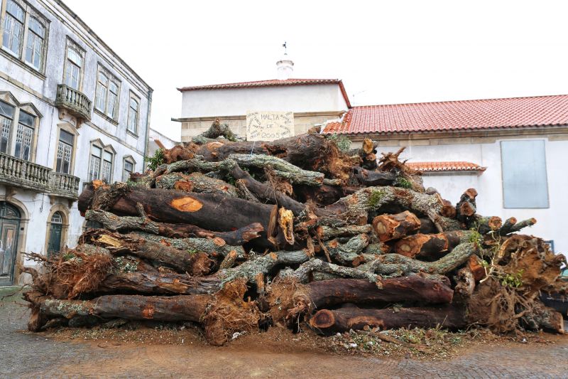 penamacor-maior-madeiro-do-pays-jya-estya-no-adro-da-igreja-matriz