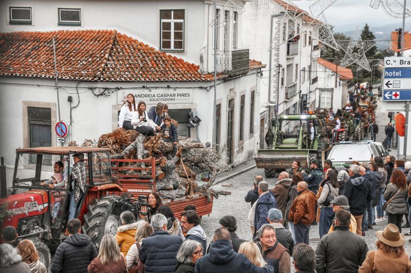 Penamacor: Maior Madeiro do país já está no adro da Igreja Matriz